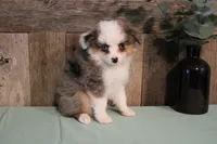 Jackie, a female Toy Australian Shepherd for sale in Versailles, MO – 4 of 6