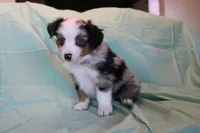 Beth, a female Toy Australian Shepherd for sale in Versailles, MO – 8 of 8