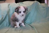 Pretty Boy, a male Toy Australian Shepherd for sale in Versailles, MO – 2 of 5