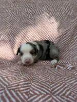 Rip, a male Toy Australian Shepherd for sale in Versailles, MO – 4 of 6