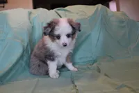 Pretty Boy, a male Toy Australian Shepherd for sale in Versailles, MO – 4 of 5