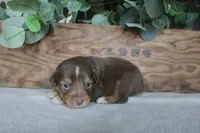 Copper, a male Toy Australian Shepherd for sale in Versailles, MO – 2 of 7