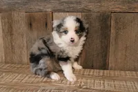 Nigel, a male Toy Australian Shepherd for sale in Versailles, MO – 3 of 5