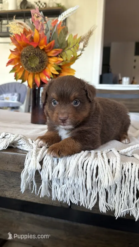 Pumpkin  – Toy Australian Shepherd puppy for sale in Versailles, MO