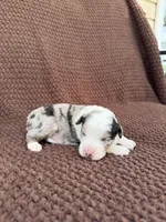 Nigel, a male Toy Australian Shepherd for sale in Versailles, MO – 4 of 6
