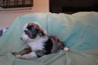 Carter, a male Toy Australian Shepherd for sale in Versailles, MO – 6 of 8