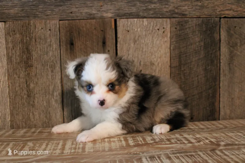 Jackie – Toy Australian Shepherd puppy for sale in Versailles, MO