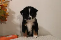 Autumn, a female Toy Australian Shepherd for sale in Versailles, MO – 5 of 8