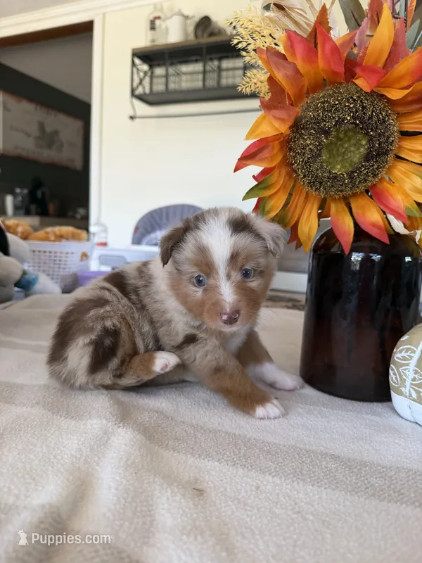 Aspen – Toy Australian Shepherd puppy for sale in Versailles, MO