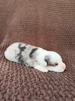 Jackie, a female Toy Australian Shepherd for sale in Versailles, MO – 2 of 5