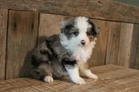 Nigel, a male Toy Australian Shepherd for sale in Versailles, MO – 5 of 5