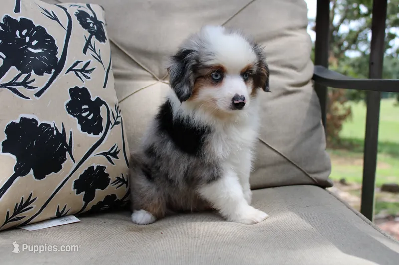 Rip – Toy Australian Shepherd puppy for sale in Versailles, MO