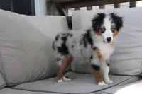 Beth, a female Toy Australian Shepherd for sale in Versailles, MO – 3 of 10