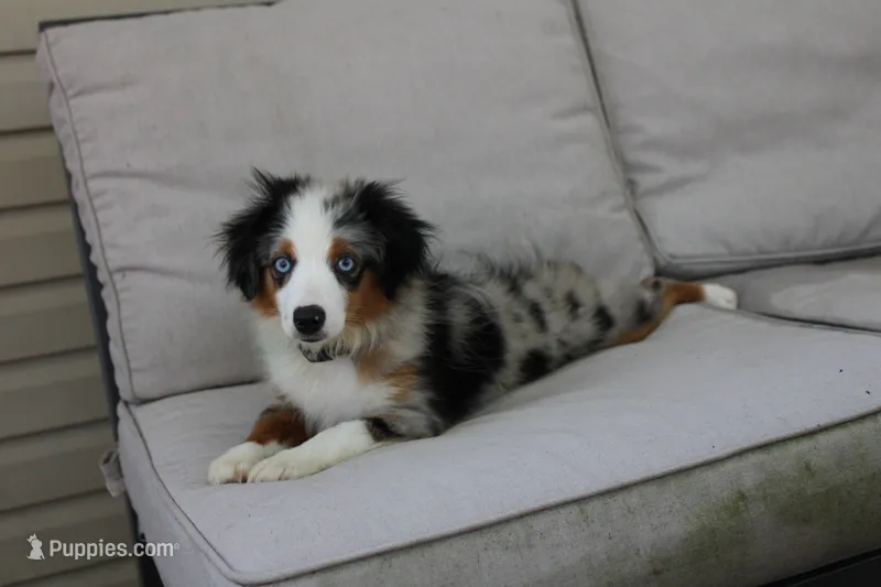Beth – Toy Australian Shepherd puppy for sale in Versailles, MO