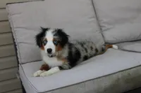 Beth, a female Toy Australian Shepherd for sale in Versailles, MO – 1 of 10