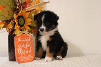 Autumn, a female Toy Australian Shepherd for sale in Versailles, MO – 6 of 8