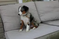 Beth, a female Toy Australian Shepherd for sale in Versailles, MO – 6 of 10