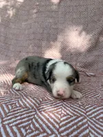 Rip, a male Toy Australian Shepherd for sale in Versailles, MO – 3 of 6