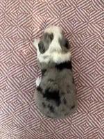 Rip, a male Toy Australian Shepherd for sale in Versailles, MO – 2 of 6