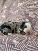 Carter, a male Toy Australian Shepherd for sale in Versailles, MO – 4 of 5