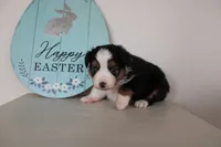 Angus, a male Toy Australian Shepherd for sale in Versailles, MO – Photo 4 of 6