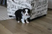 Angus, a male Toy Australian Shepherd for sale in Versailles, MO – 4 of 7