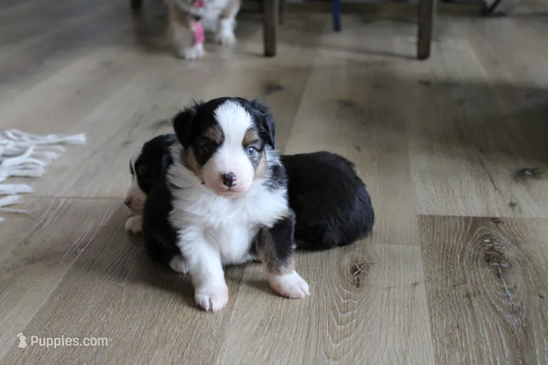 Angus – Toy Australian Shepherd puppy for sale in Versailles, MO