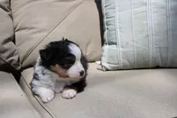 Angus, a male Toy Australian Shepherd for sale in Versailles, MO – 3 of 7