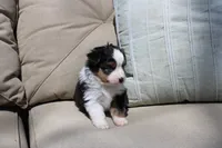 Angus, a male Toy Australian Shepherd for sale in Versailles, MO – 7 of 7