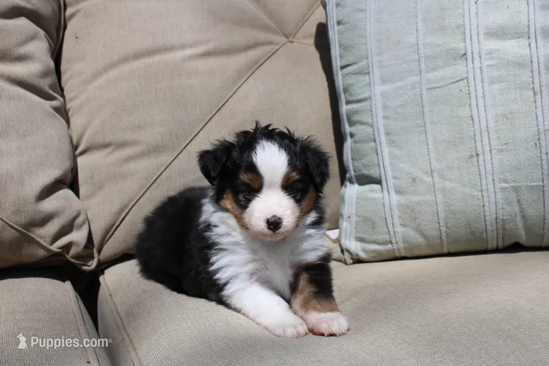 Angus – Toy Australian Shepherd puppy for sale in Versailles, MO