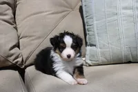 Angus, a male Toy Australian Shepherd for sale in Versailles, MO – 1 of 7