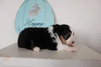 Angus, a male Toy Australian Shepherd for sale in Versailles, MO – Photo 3 of 6