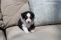 Angus, a male Toy Australian Shepherd for sale in Versailles, MO – 5 of 7