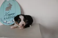 Angus, a male Toy Australian Shepherd for sale in Versailles, MO – Photo 6 of 6