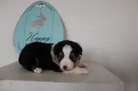 Angus, a male Toy Australian Shepherd for sale in Versailles, MO – Photo 5 of 6