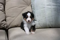 Angus, a male Toy Australian Shepherd for sale in Versailles, MO – 2 of 7