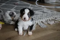 Angus, a male Toy Australian Shepherd for sale in Versailles, MO – Photo 2 of 6