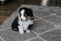 Angus, a male Toy Australian Shepherd for sale in Versailles, MO – 6 of 7