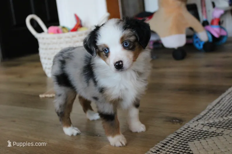 Beth – Toy Australian Shepherd puppy for sale in Versailles, MO