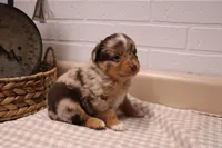 Marshall, a male Toy Australian Shepherd for sale in Versailles, MO – Photo 5 of 8