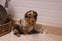 Marshall, a male Toy Australian Shepherd for sale in Versailles, MO – Photo 8 of 8