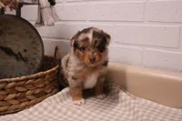 Marshall, a male Toy Australian Shepherd for sale in Versailles, MO – Photo 1 of 8