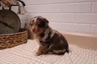 Marshall, a male Toy Australian Shepherd for sale in Versailles, MO – Photo 4 of 8