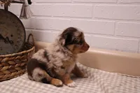 Marshall, a male Toy Australian Shepherd for sale in Versailles, MO – Photo 7 of 8