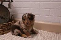 Marshall, a male Toy Australian Shepherd for sale in Versailles, MO – Photo 2 of 8