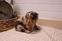 Marshall, a male Toy Australian Shepherd for sale in Versailles, MO – Photo 3 of 8