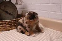 Marshall, a male Toy Australian Shepherd for sale in Versailles, MO – Photo 6 of 8