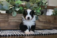 Beulah , a female Toy Australian Shepherd for sale in Versailles, MO – 8 of 9