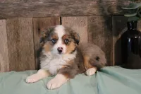 Maddie, a female Toy Australian Shepherd for sale in Versailles, MO – 4 of 9