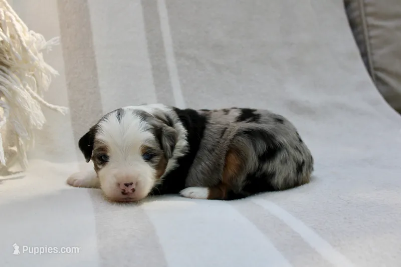 Carter – Toy Australian Shepherd puppy for sale in Versailles, MO